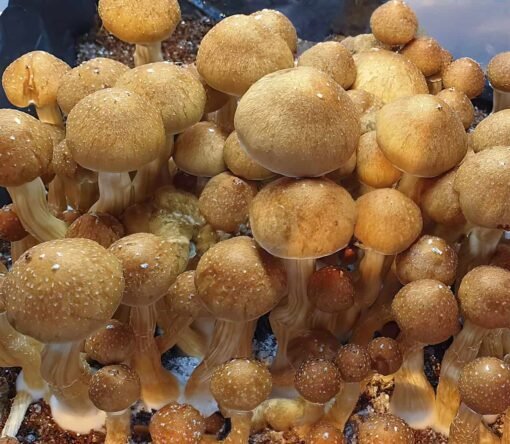 McKennaii Domestic Magic Mushroom Spores P. Cubensis Spores