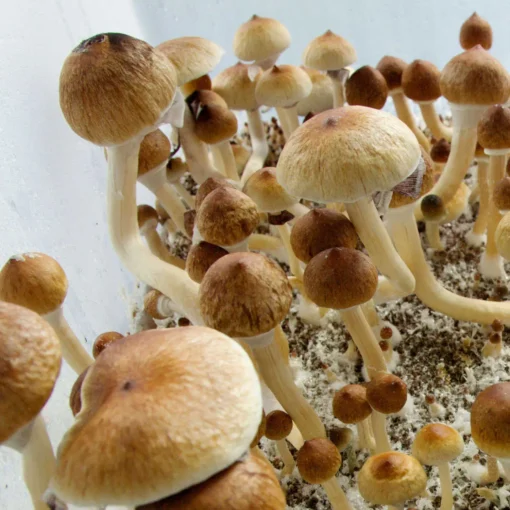 ecuadorian mushroom spores