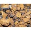 Dried Chaga Mushrooms Wild USA