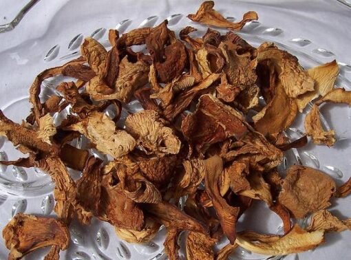 Dried Chanterelle Mushrooms Wild USA