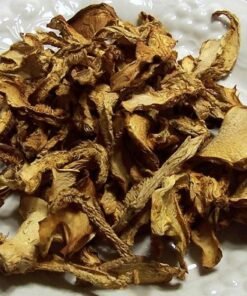 Dried Hedgehogs Mushrooms Wild USA