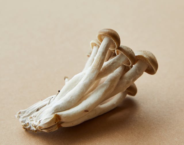Cluster of fresh beech mushrooms with long white stems and small brown caps on a tan background