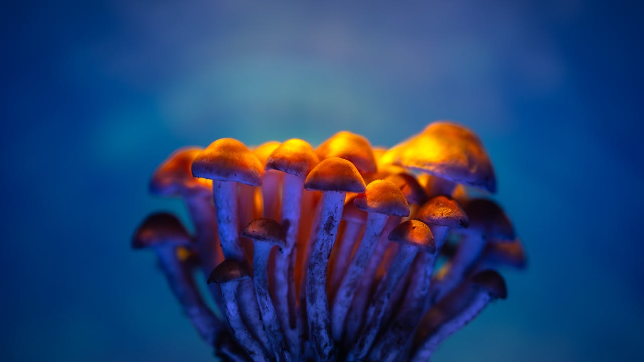Magic Mushroom Backlink Packages What's Actually Inside the Tier You're Buying